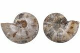 Jurassic Cut & Polished Ammonite Fossil (Pair)- Madagascar #215987-1